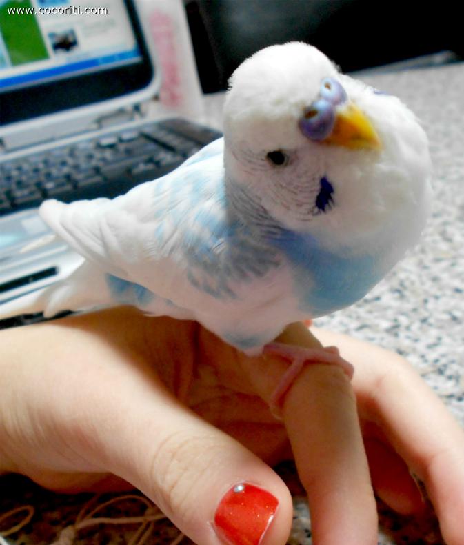 Paffutellooo